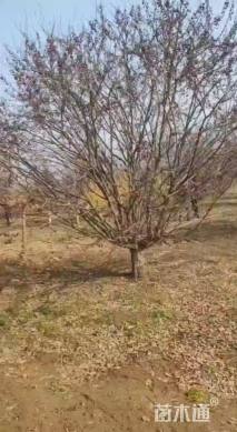 20公分亚当海棠