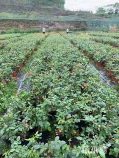 高度60厘米品种月季