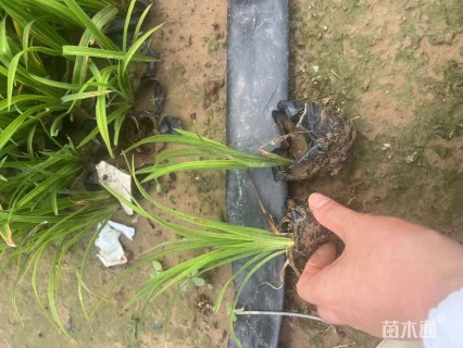 高度20厘米花菖蒲