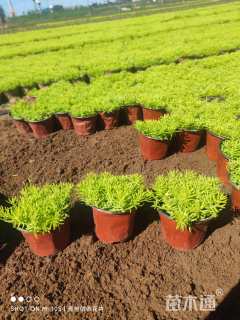 高度15厘米金叶佛甲草