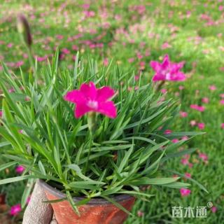 高度30厘米欧石竹