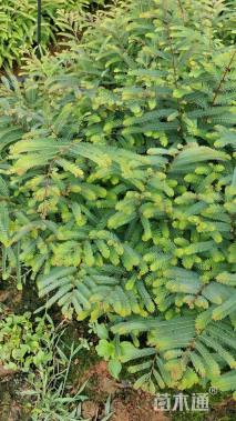 高度20厘米余甘子