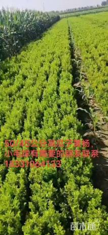高度45厘米瓜子黄杨