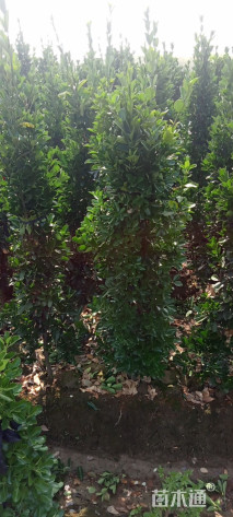 高度150厘米大叶黄杨柱