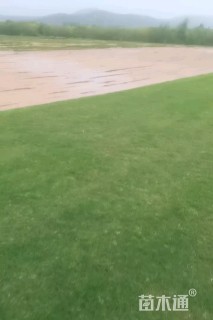 草毯