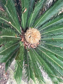 裸干高120厘米铁树
