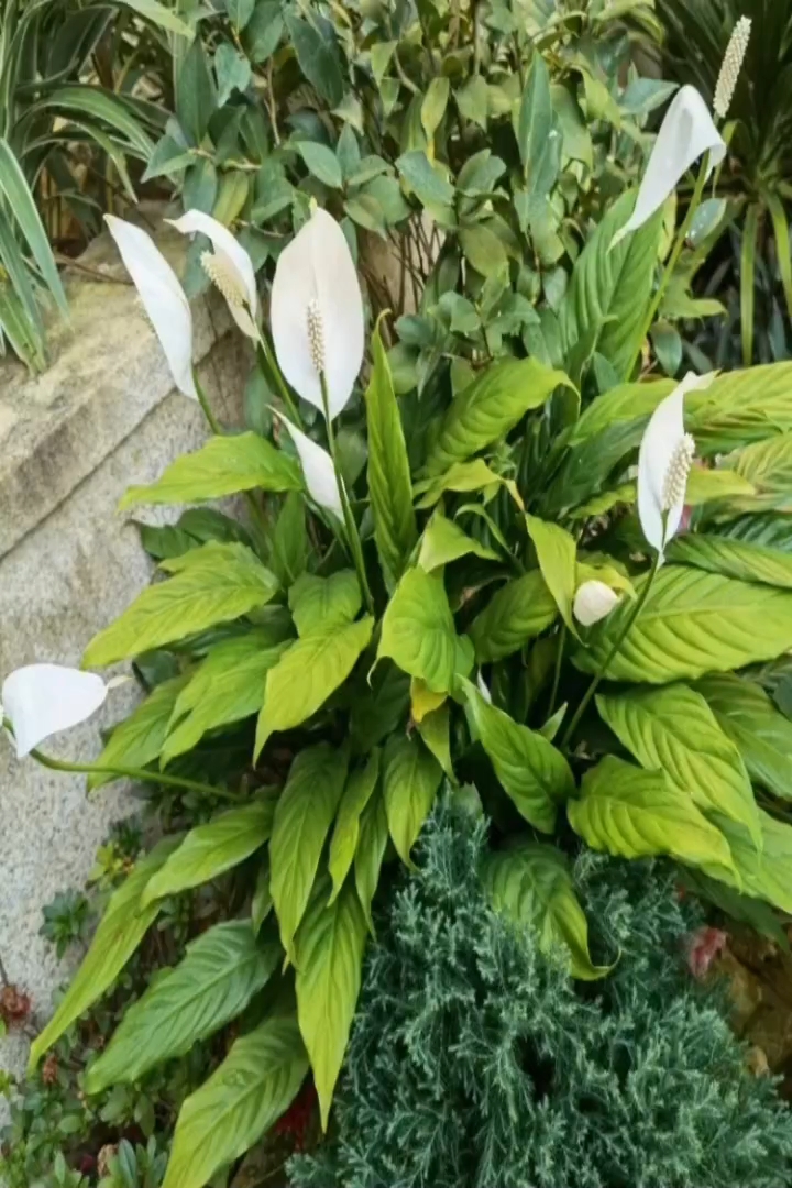 高度30厘米白掌