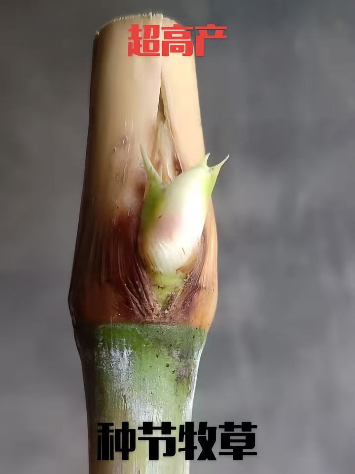 牧草种子