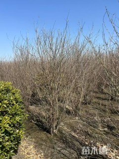 高度250厘米丛生花石榴