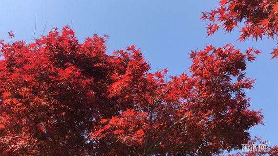 20公分红枫