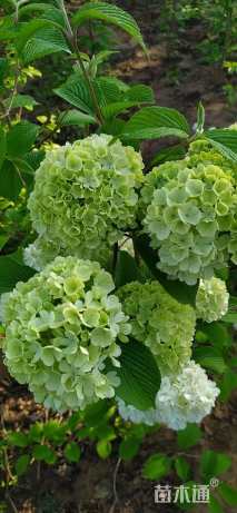 高度50厘米彩叶扶桑