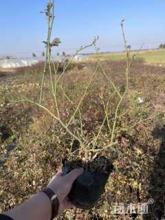 高度30厘米丰花月季