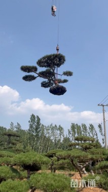 20公分造型油松