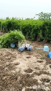 高度150厘米连翘