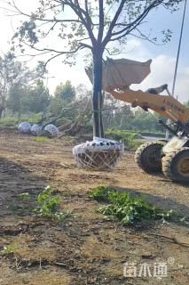 20公分香樟
