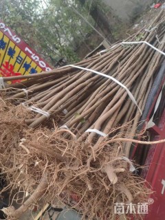 高度30厘米紫穗槐