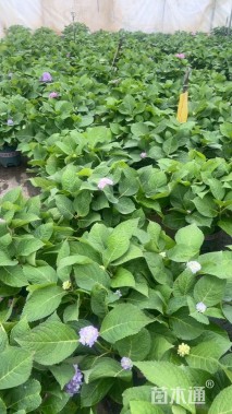 高度20厘米绣球