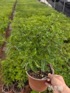 高度30厘米胡椒木