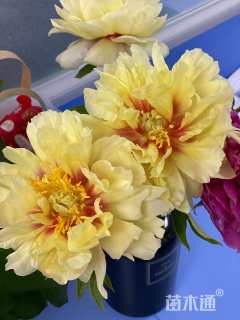 高度68厘米芍药