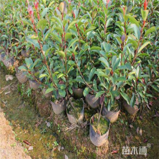 高度50厘米红叶石楠小苗