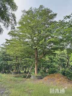 18公分细叶榄仁