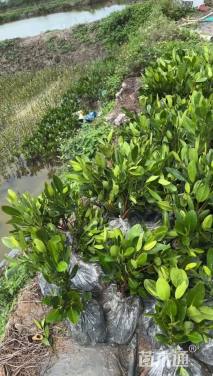 高度50厘米秋茄