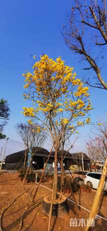 14公分黄花风铃木