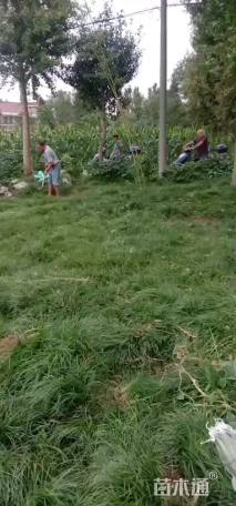 高度25厘米细叶麦冬草