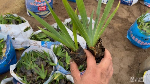 高度25厘米蓝花鸢尾