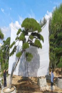 高度280厘米别墅松