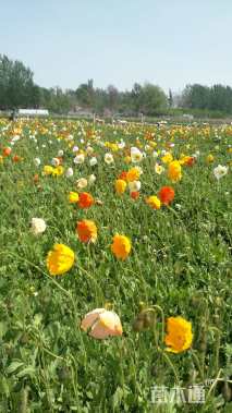 高度15厘米冰岛虞美人