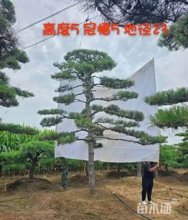 23公分造型黑松