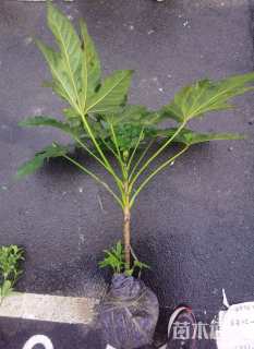 高度80厘米八角金盘