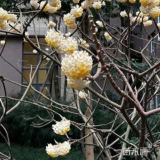 高度120厘米结香