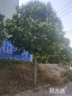 高度500厘米丛生大叶女贞