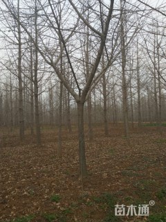 13公分嫁接银杏