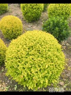 冠幅80厘米金冠女贞球