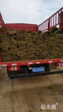 草毯状百慕大草