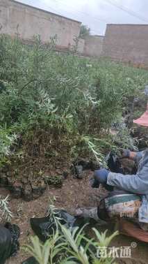 高度88.厘米沙棘