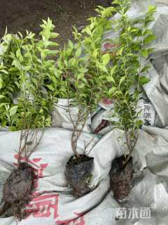 高度25厘米金叶女贞