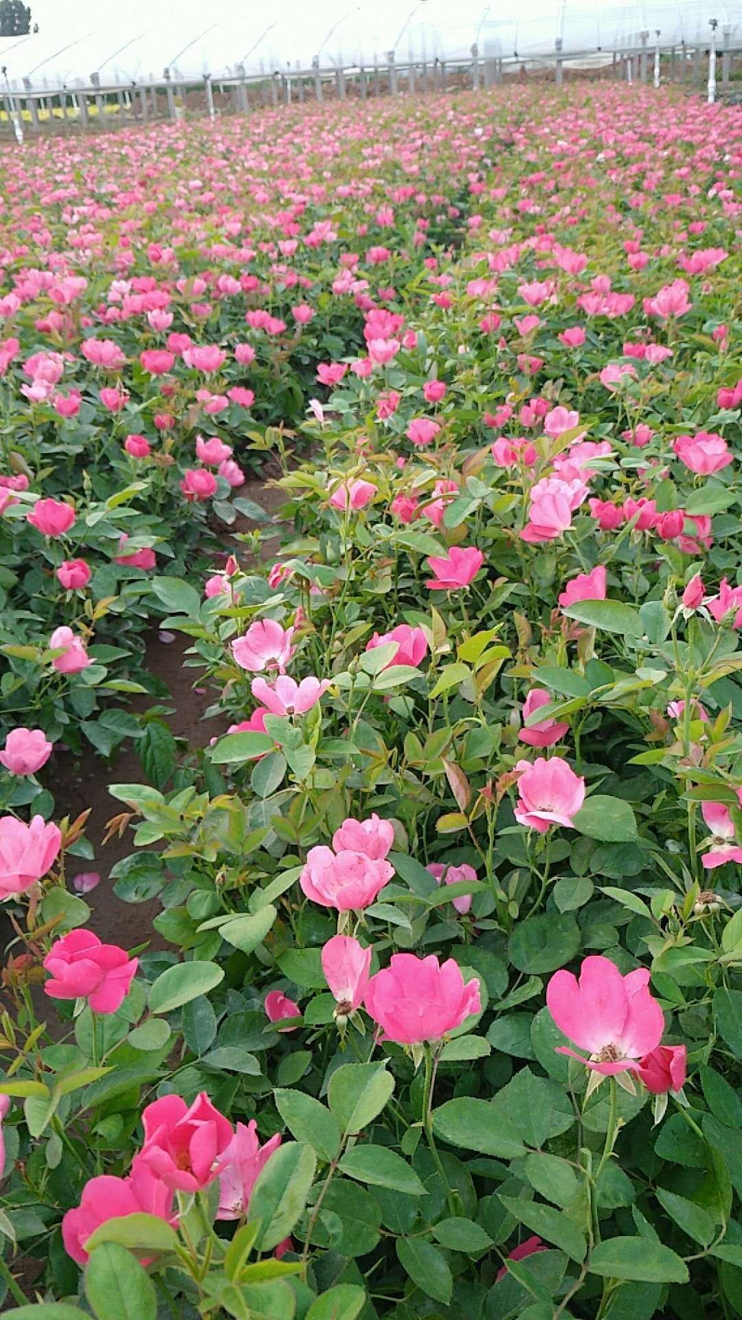 高度30厘米丰花月季小苗