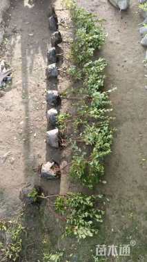 高度50厘米石岩杜鹃