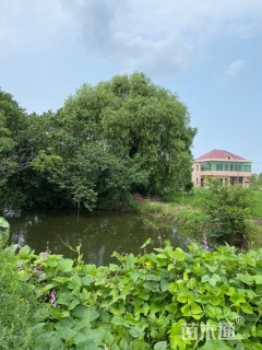 12公分杨树
