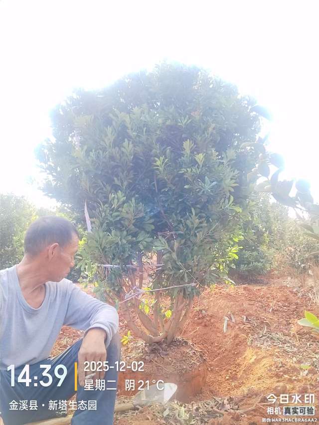 12公分杨梅
