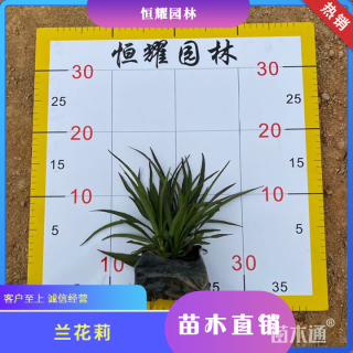 高度15厘米兰花