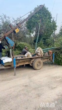 6公分高杆红叶石楠