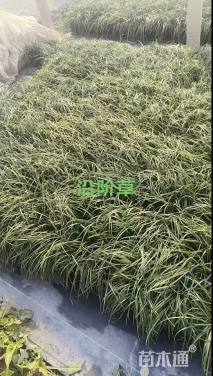 高度30厘米沿阶草