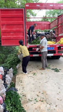 高度55厘米大叶黄杨