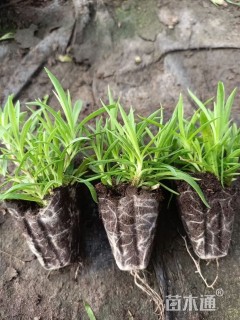 高度19厘米欧石竹