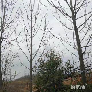 15公分马褂木